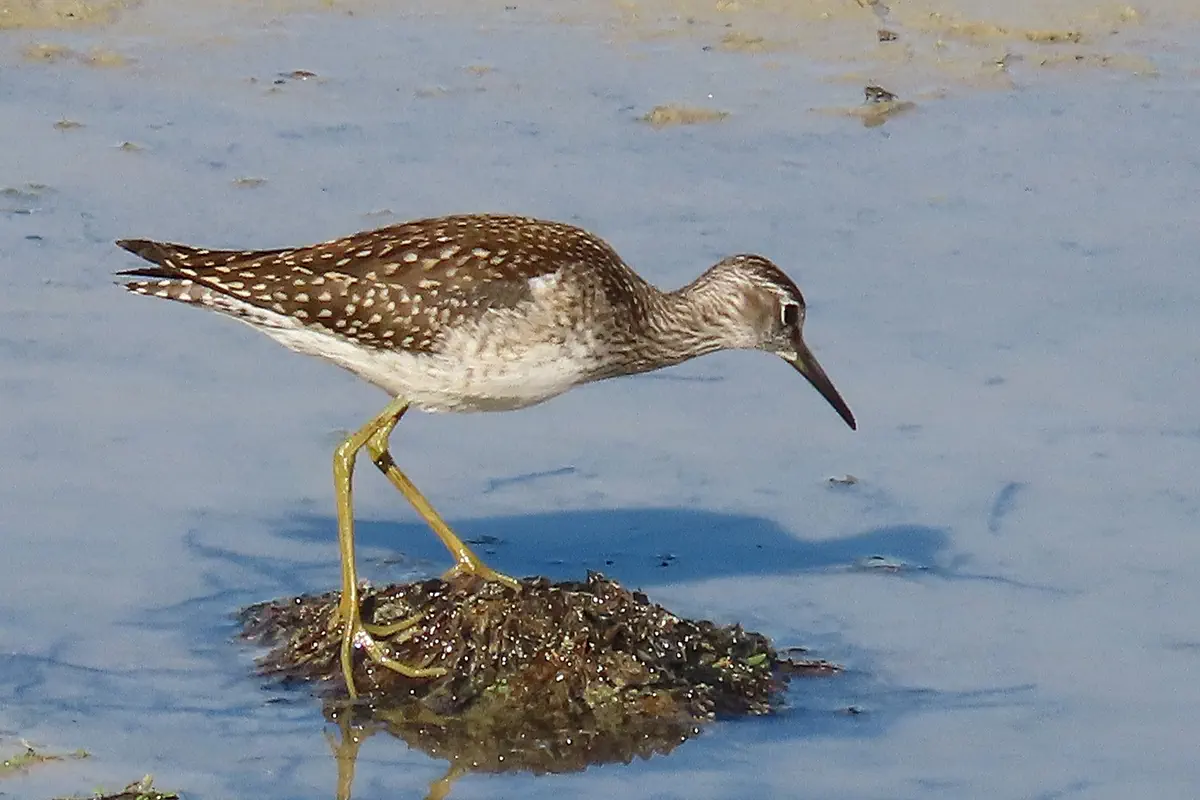 Bruchwasserläufer
