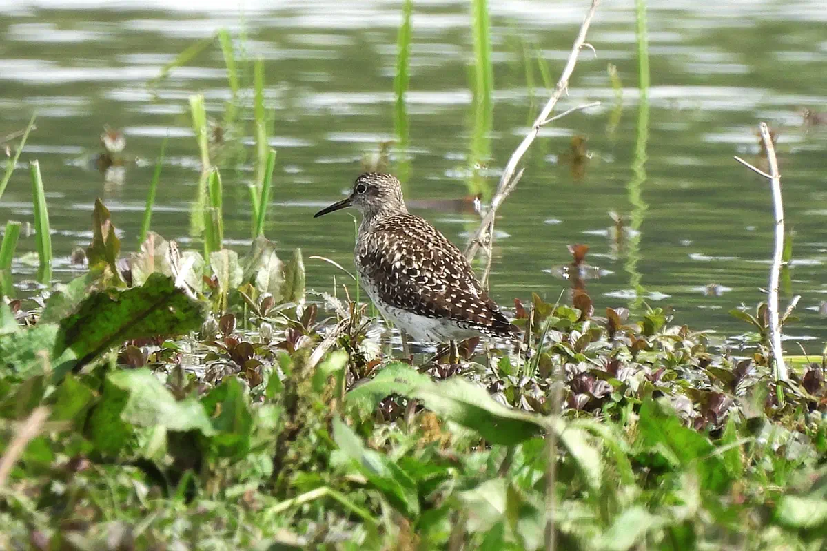 Bruchwasserläufer