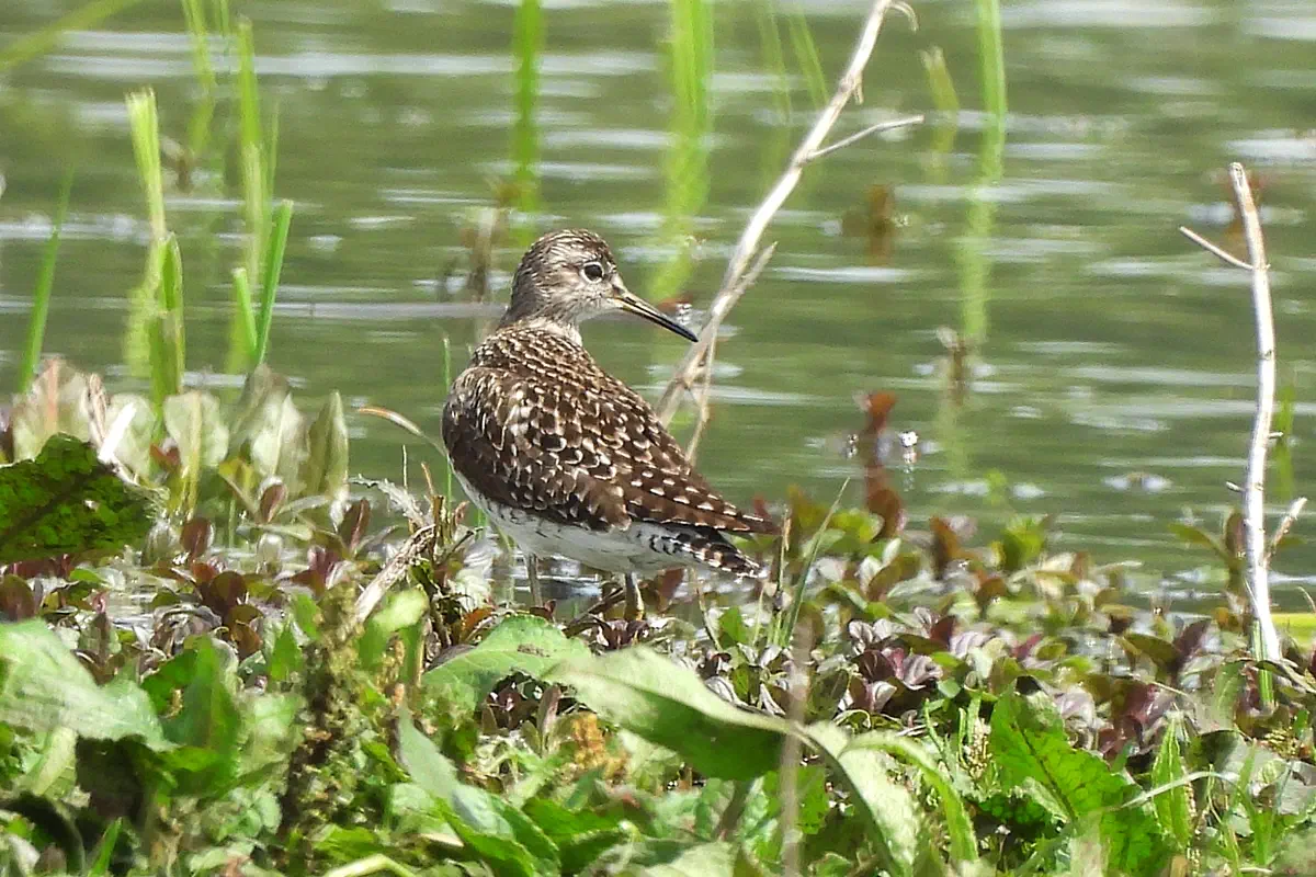Bruchwasserläufer