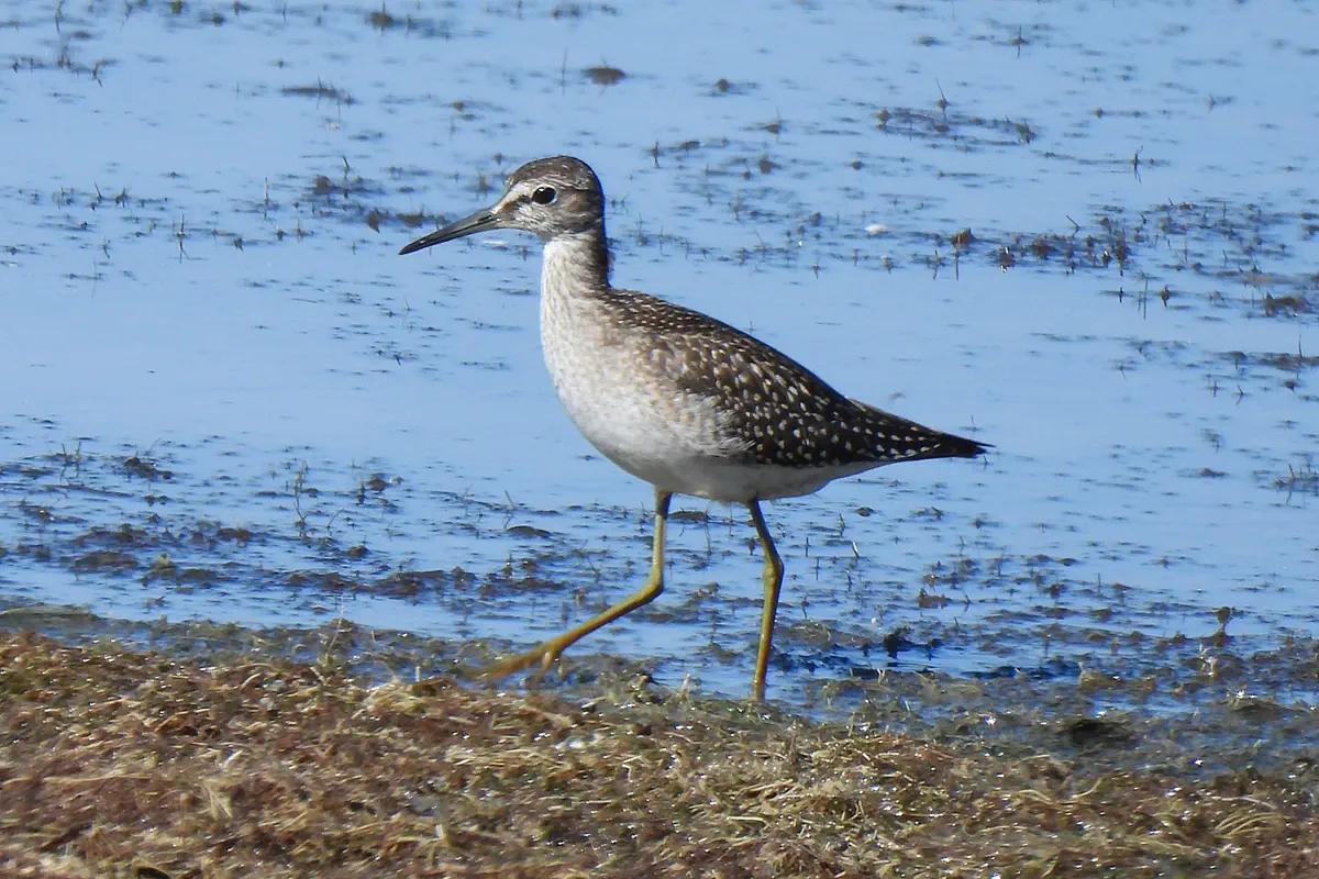 Bruchwasserläufer