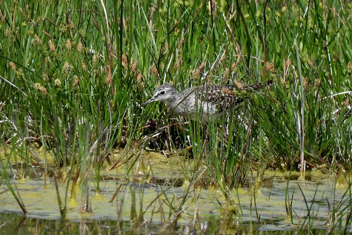 Bruchwasserläufer