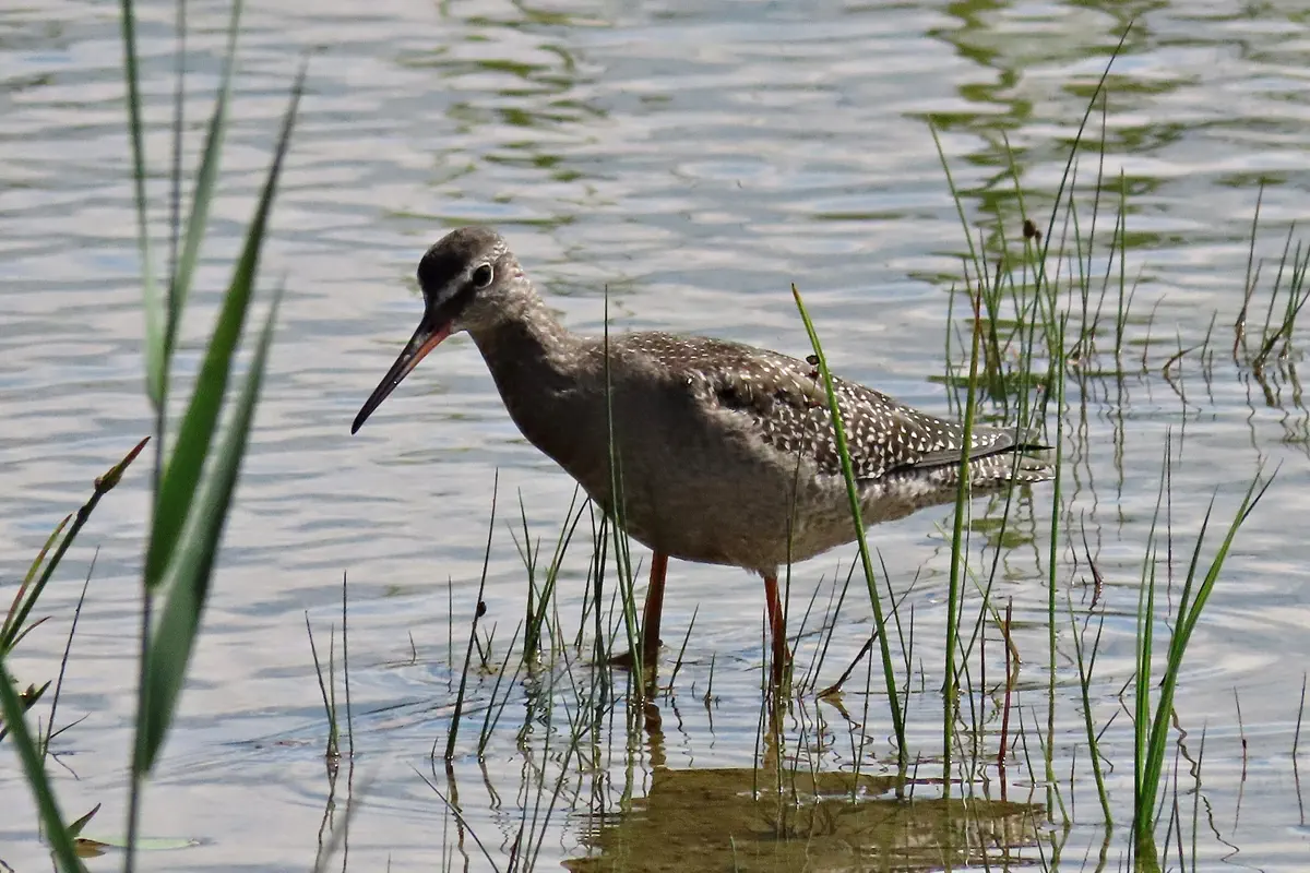 Dunkler Wasserläufer