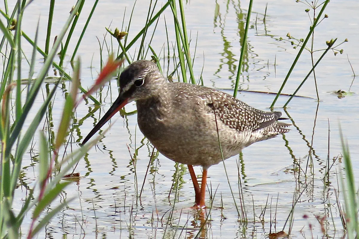 Dunkler Wasserläufer