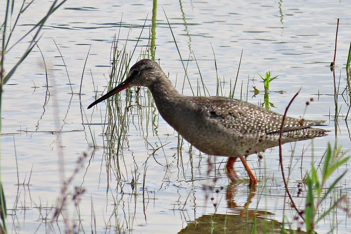 Dunkler Wasserläufer