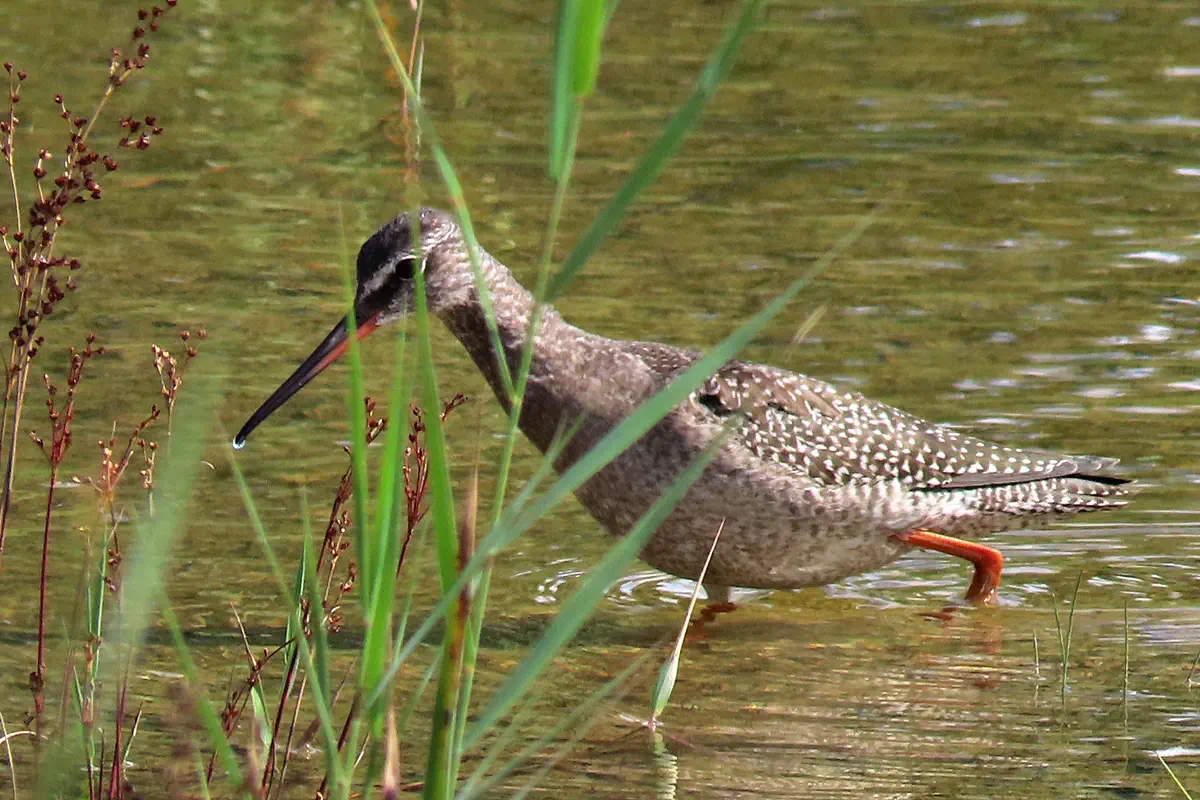 Dunkler Wasserläufer