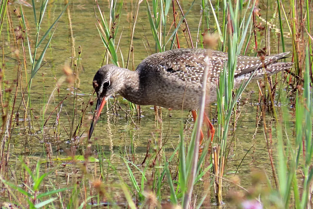 Dunkler Wasserläufer