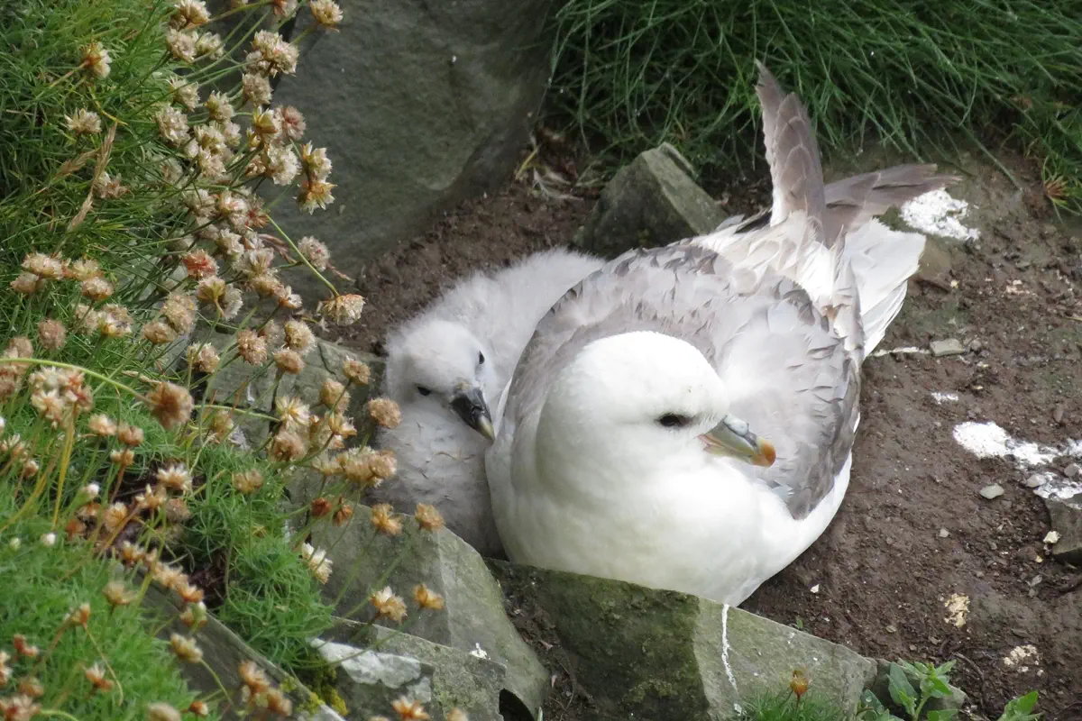 Eissturmvogel
