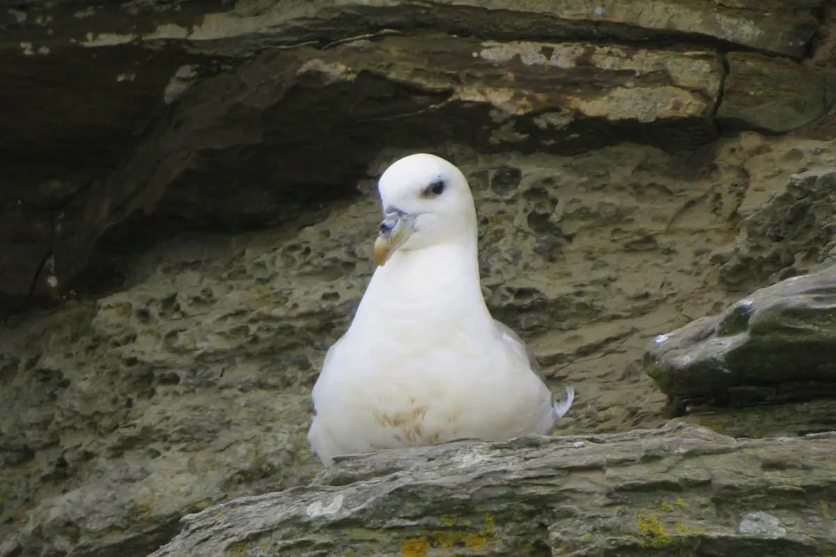 Eissturmvogel