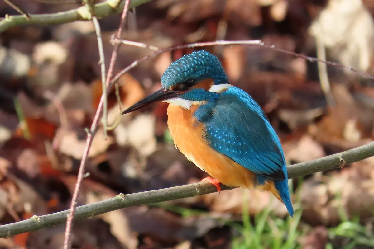 Eisvogel