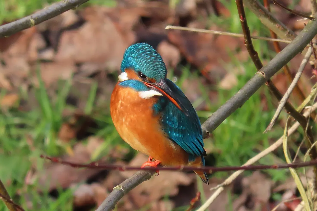 Eisvogel