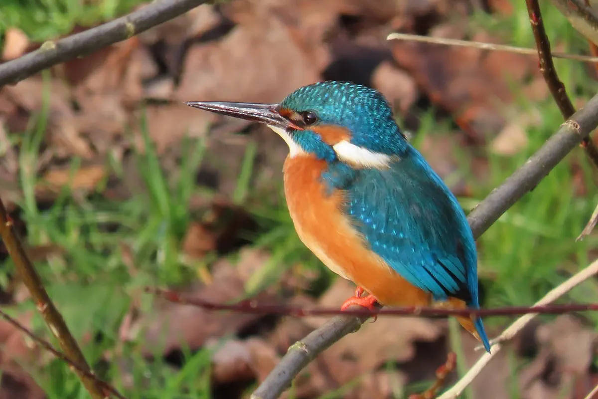 Eisvogel