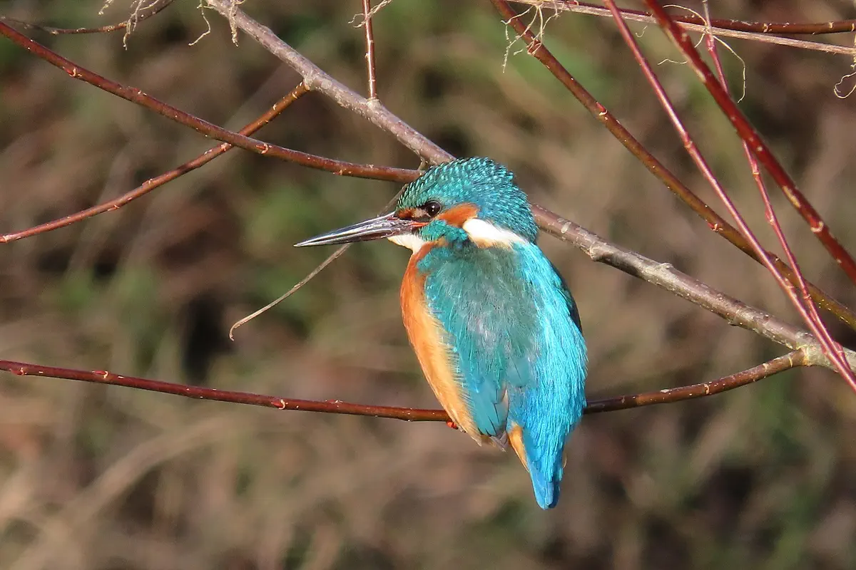 Eisvogel