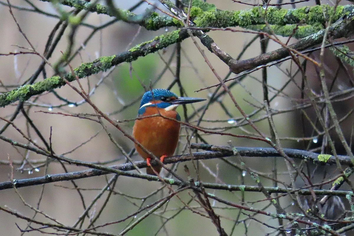 Eisvogel