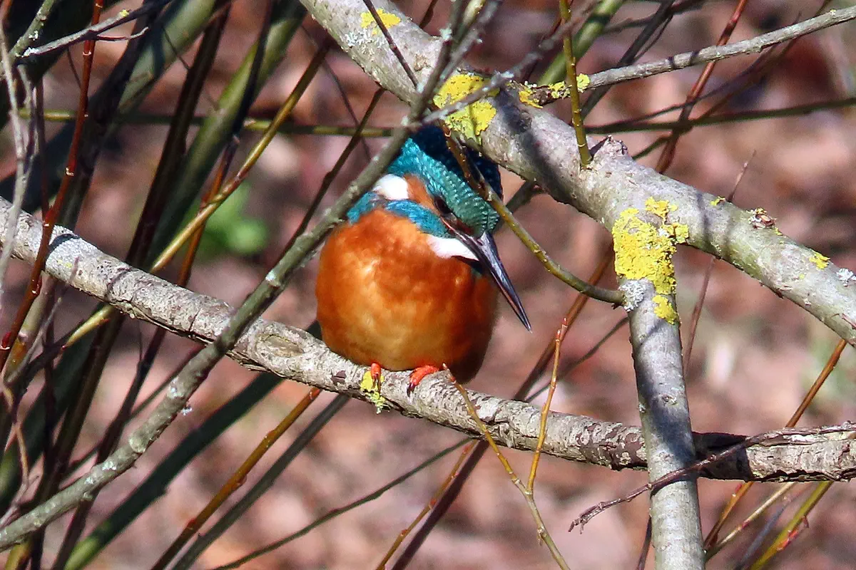 Eisvogel