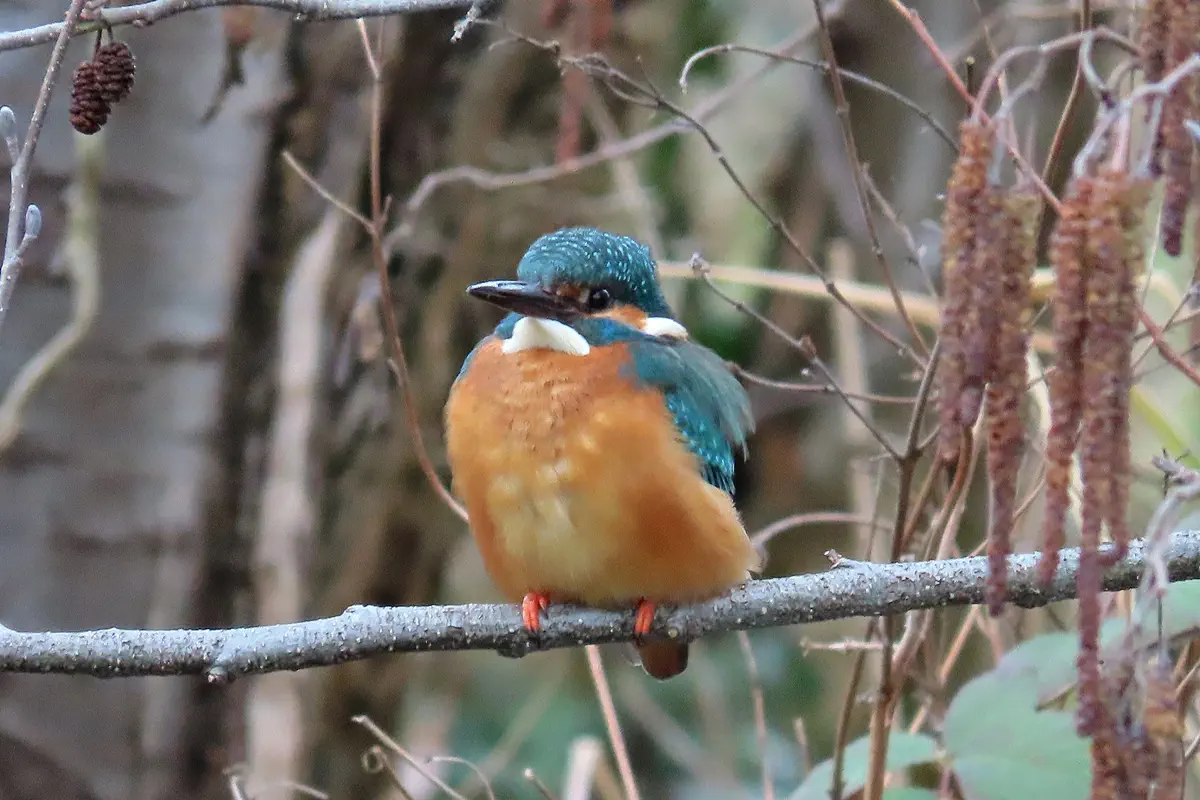 Eisvogel