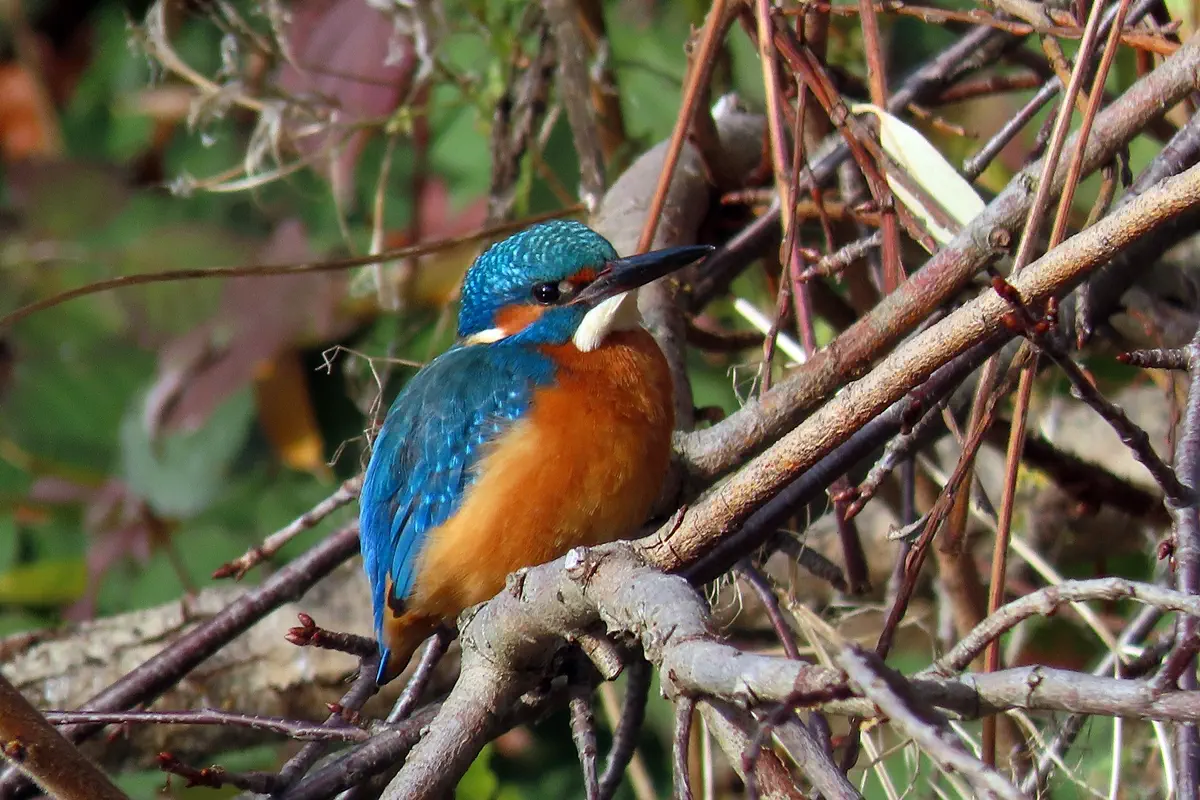 Eisvogel