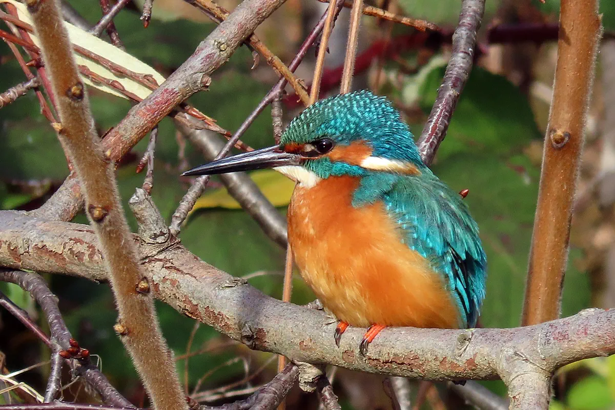 Eisvogel