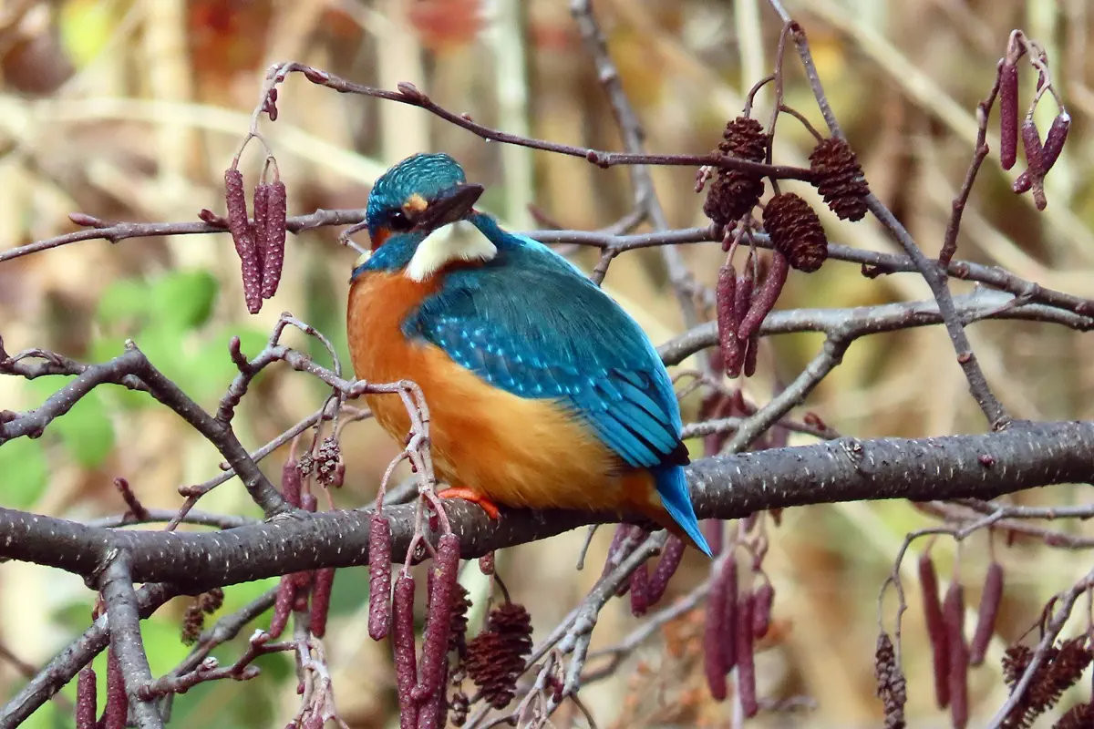Eisvogel