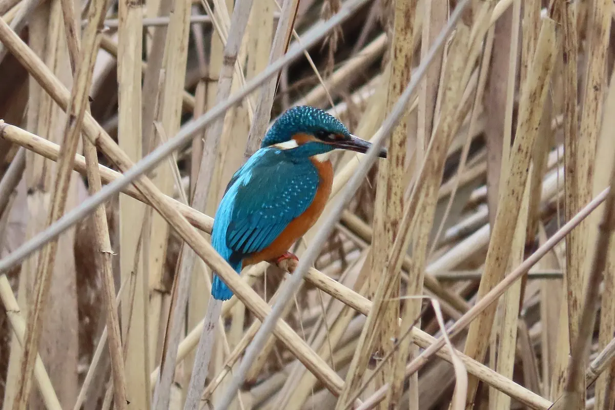 Eisvogel