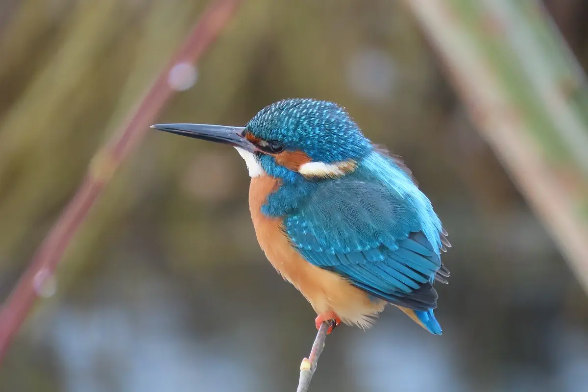 Eisvogel