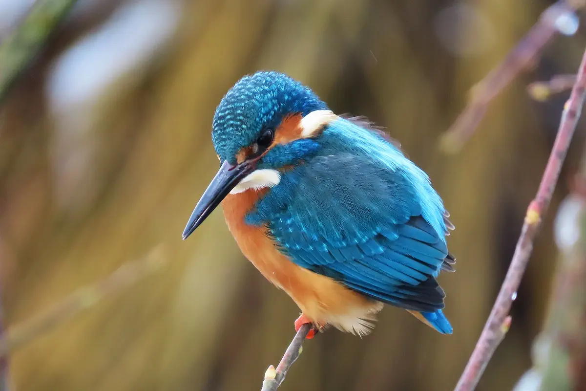 Eisvogel