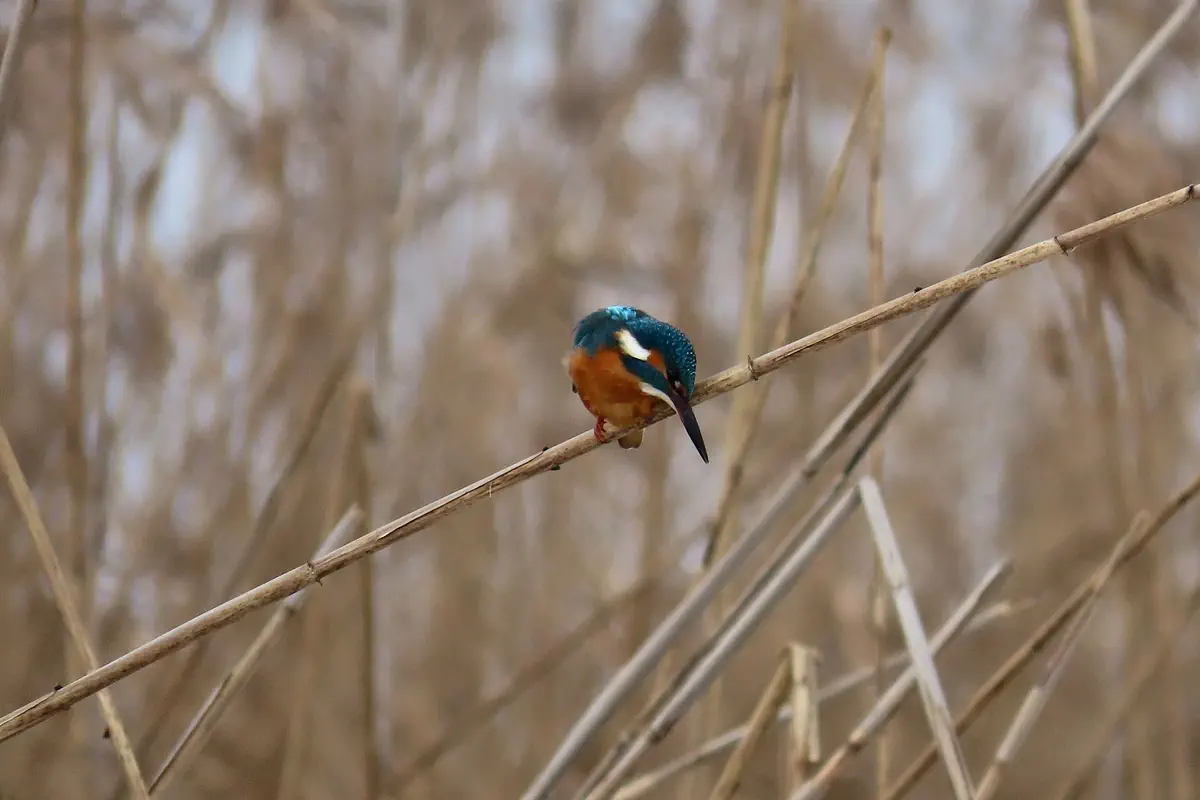 Eisvogel
