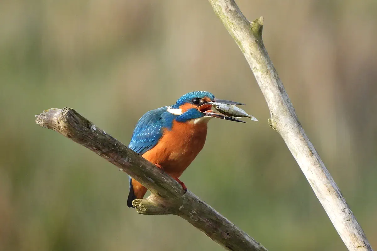 Eisvogel