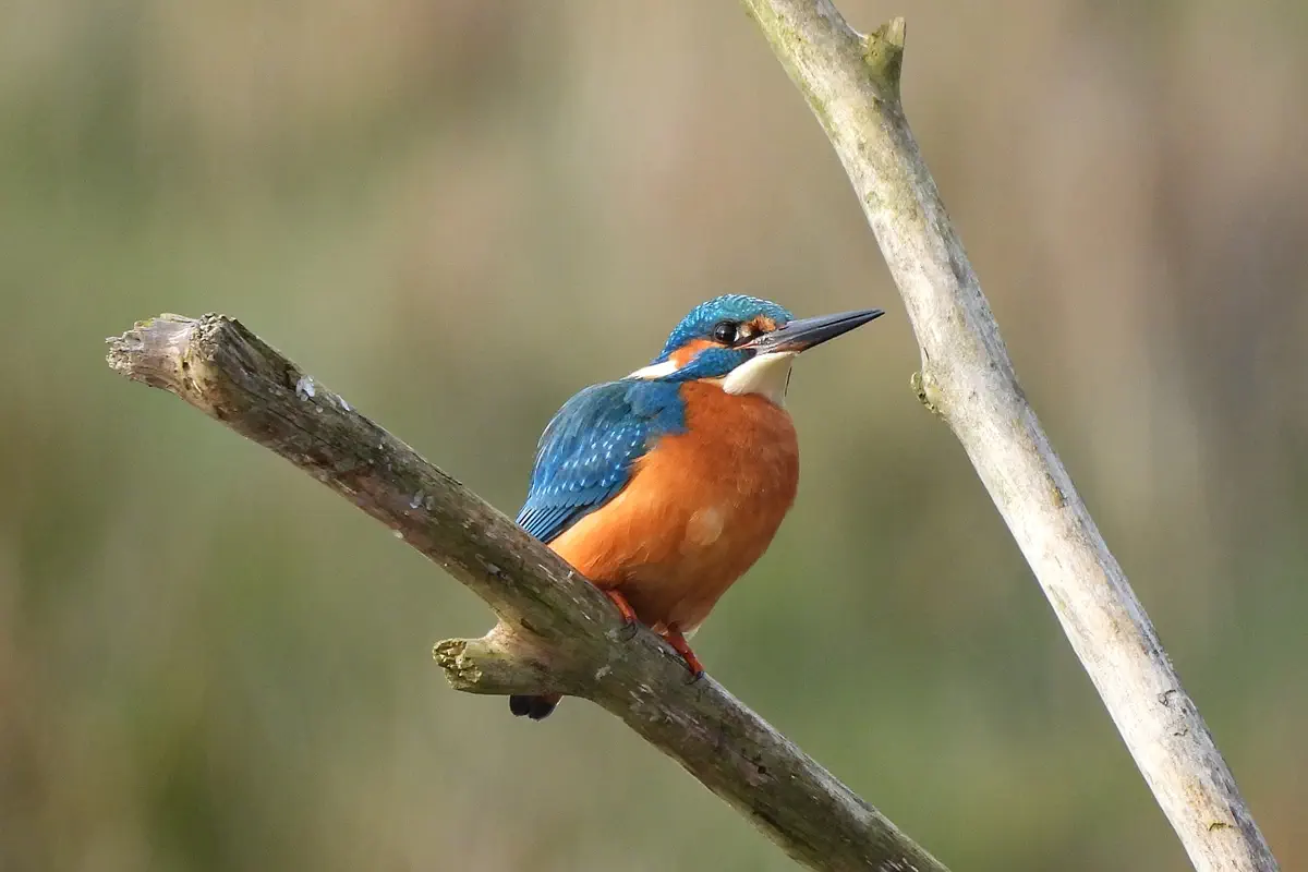 Eisvogel
