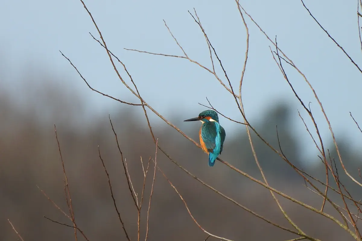 Eisvogel