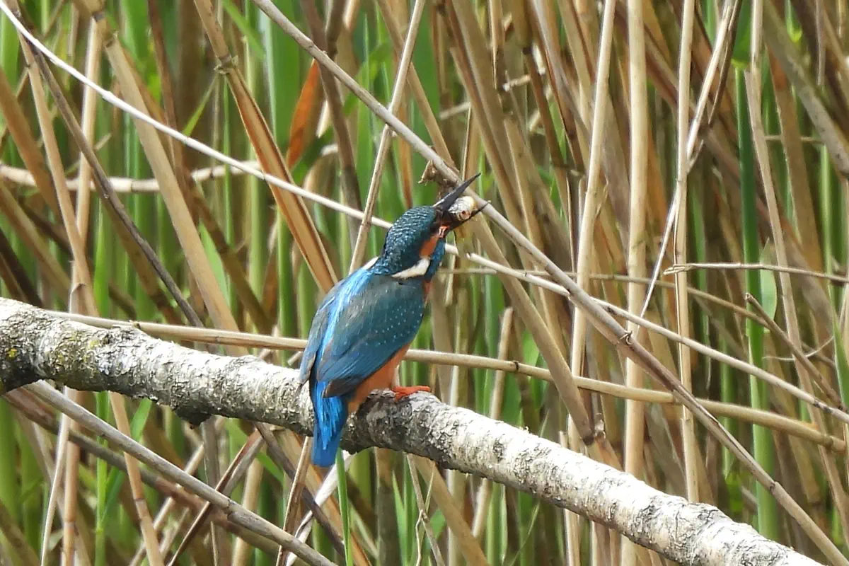 Eisvogel