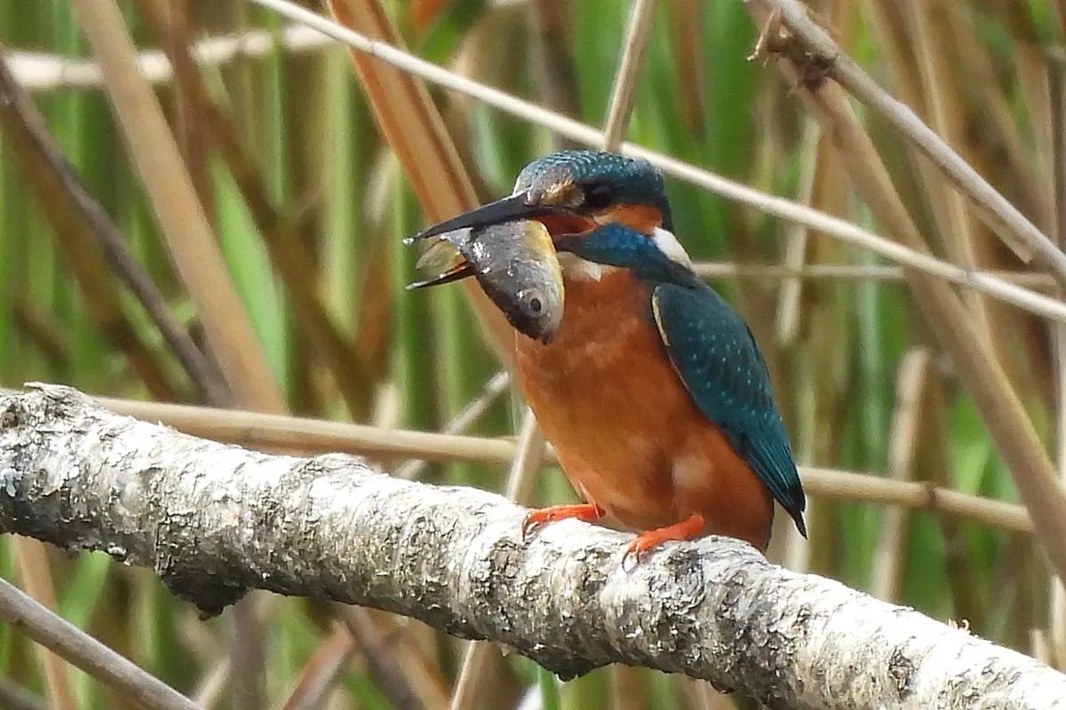 Eisvogel