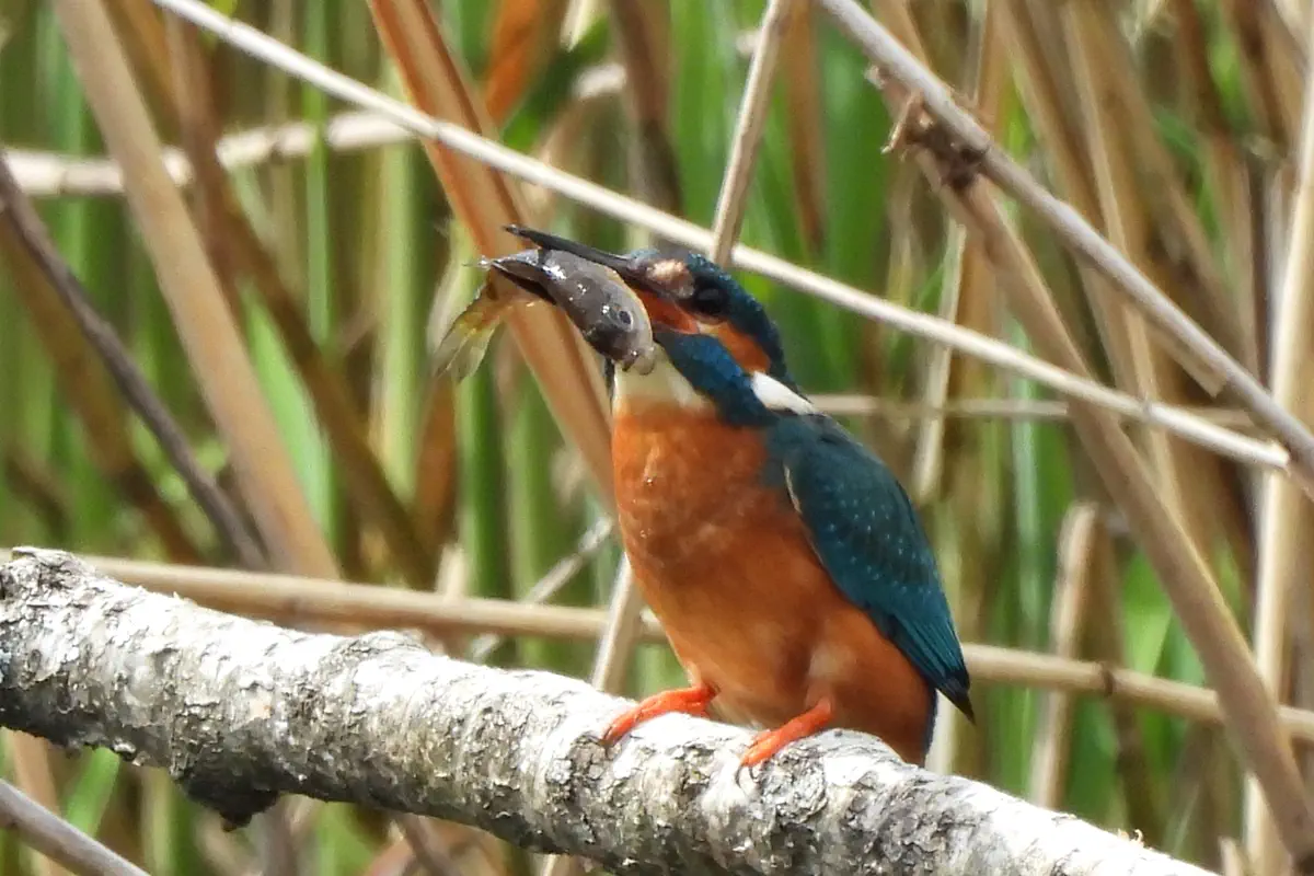 Eisvogel