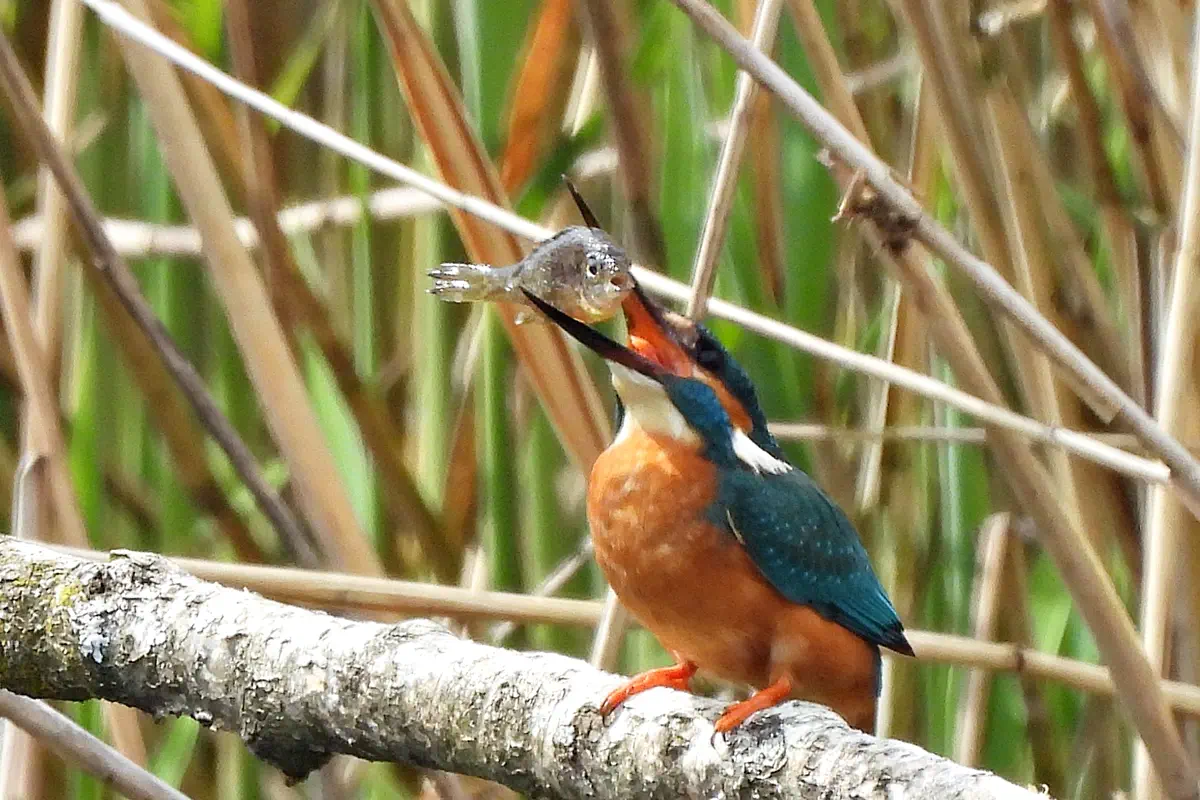 Eisvogel
