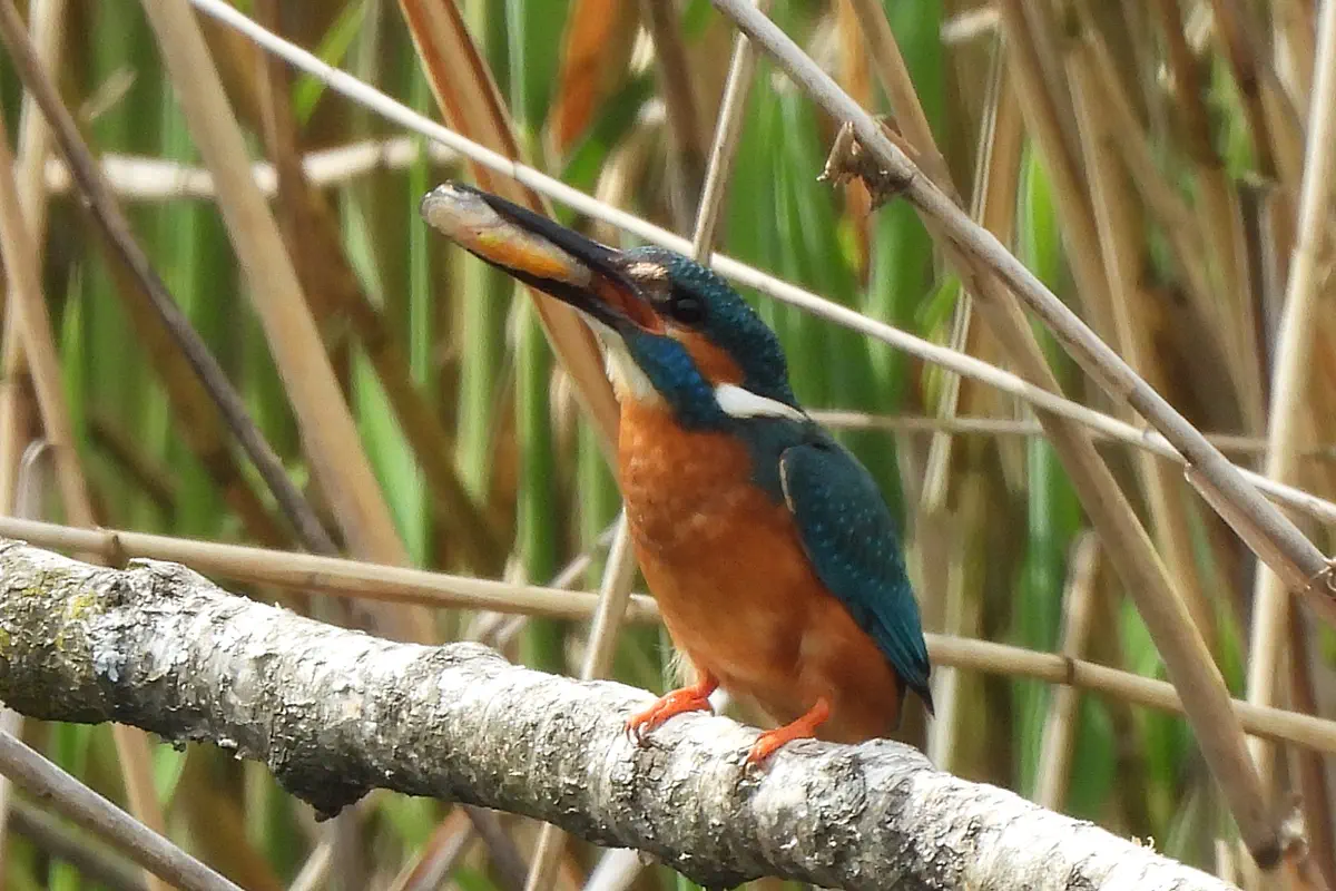 Eisvogel