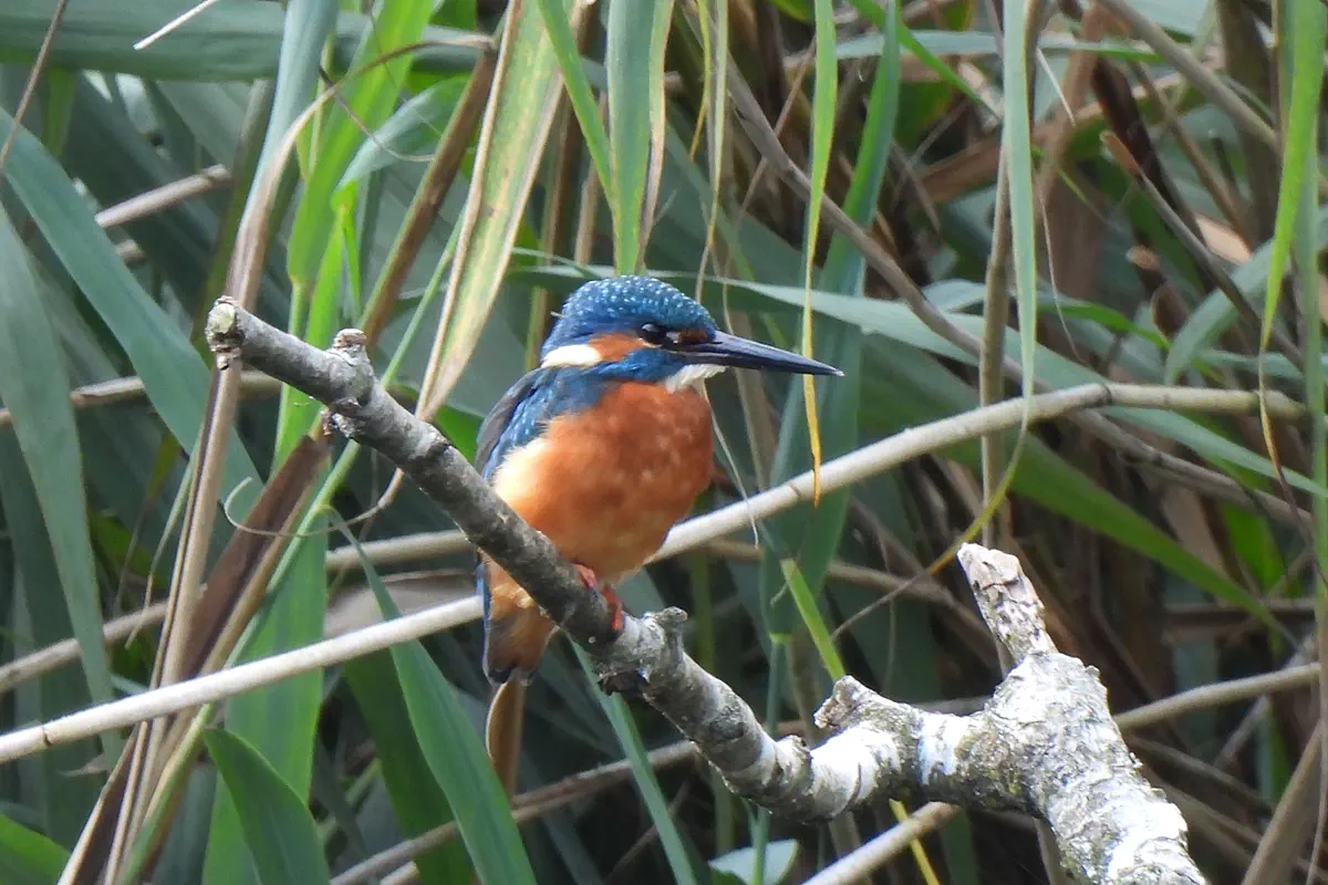 Eisvogel