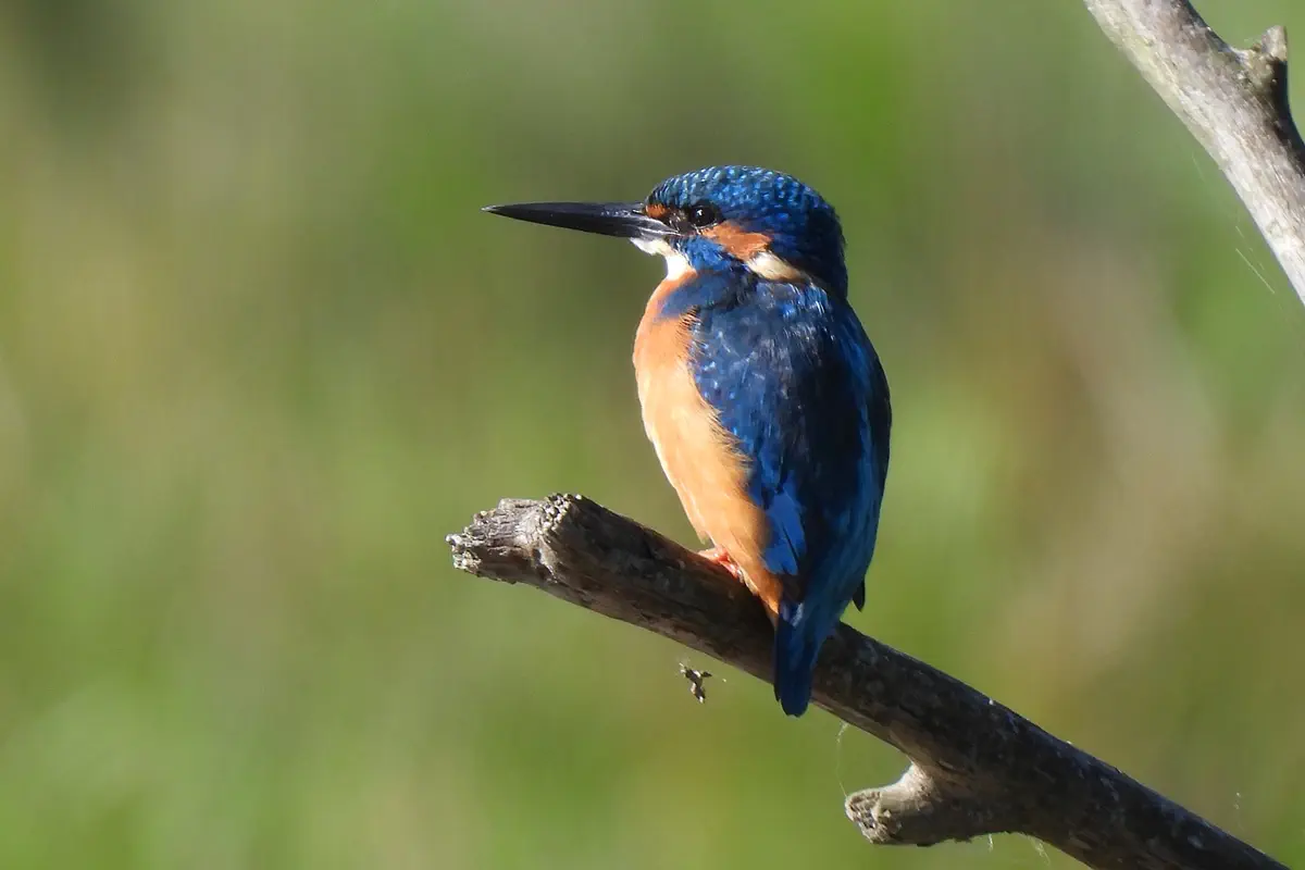 Eisvogel