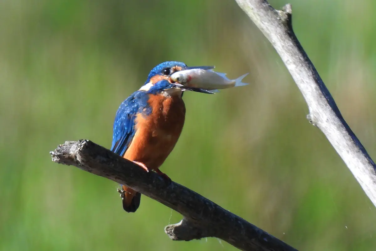 Eisvogel