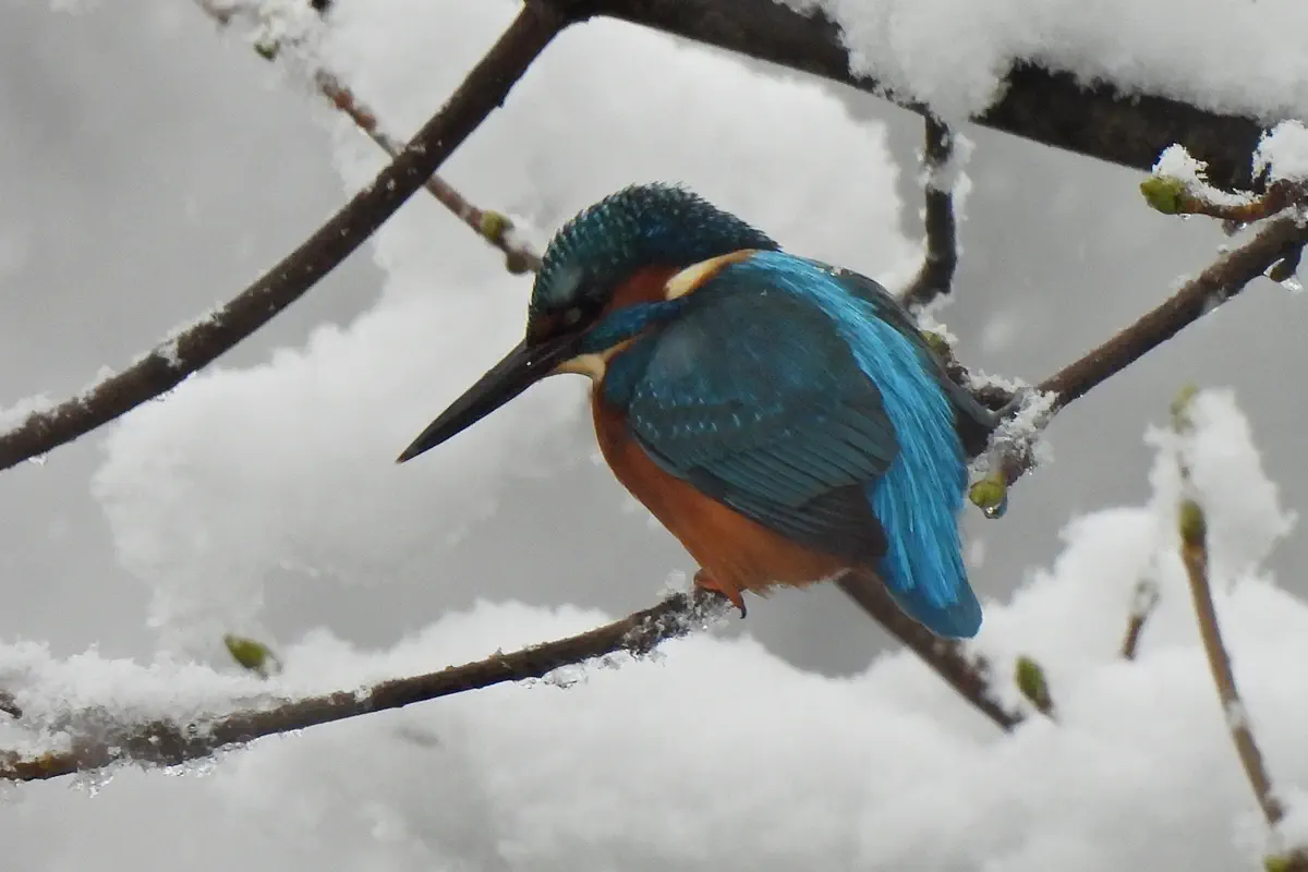 Eisvogel