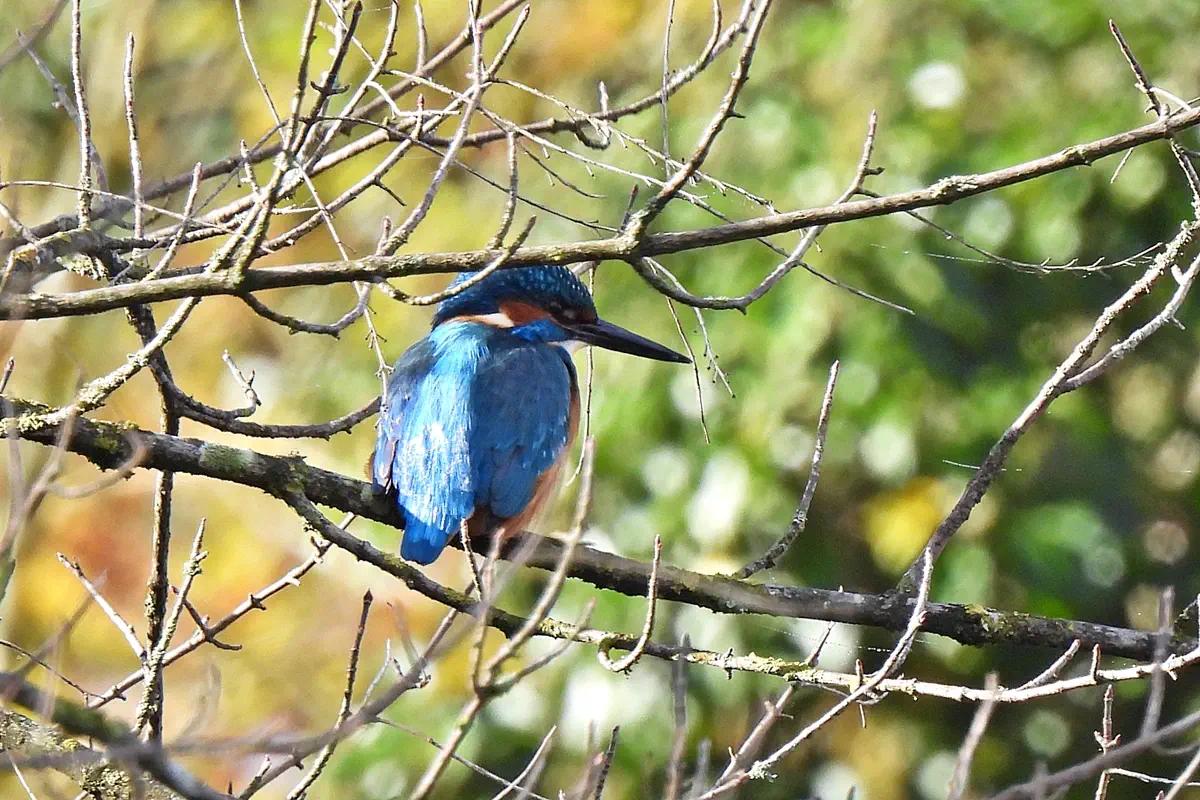 Eisvogel