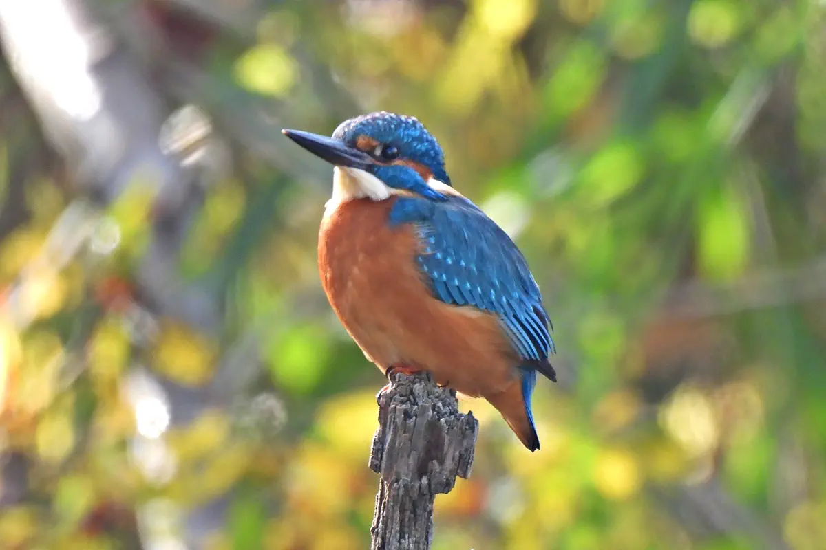 Eisvogel