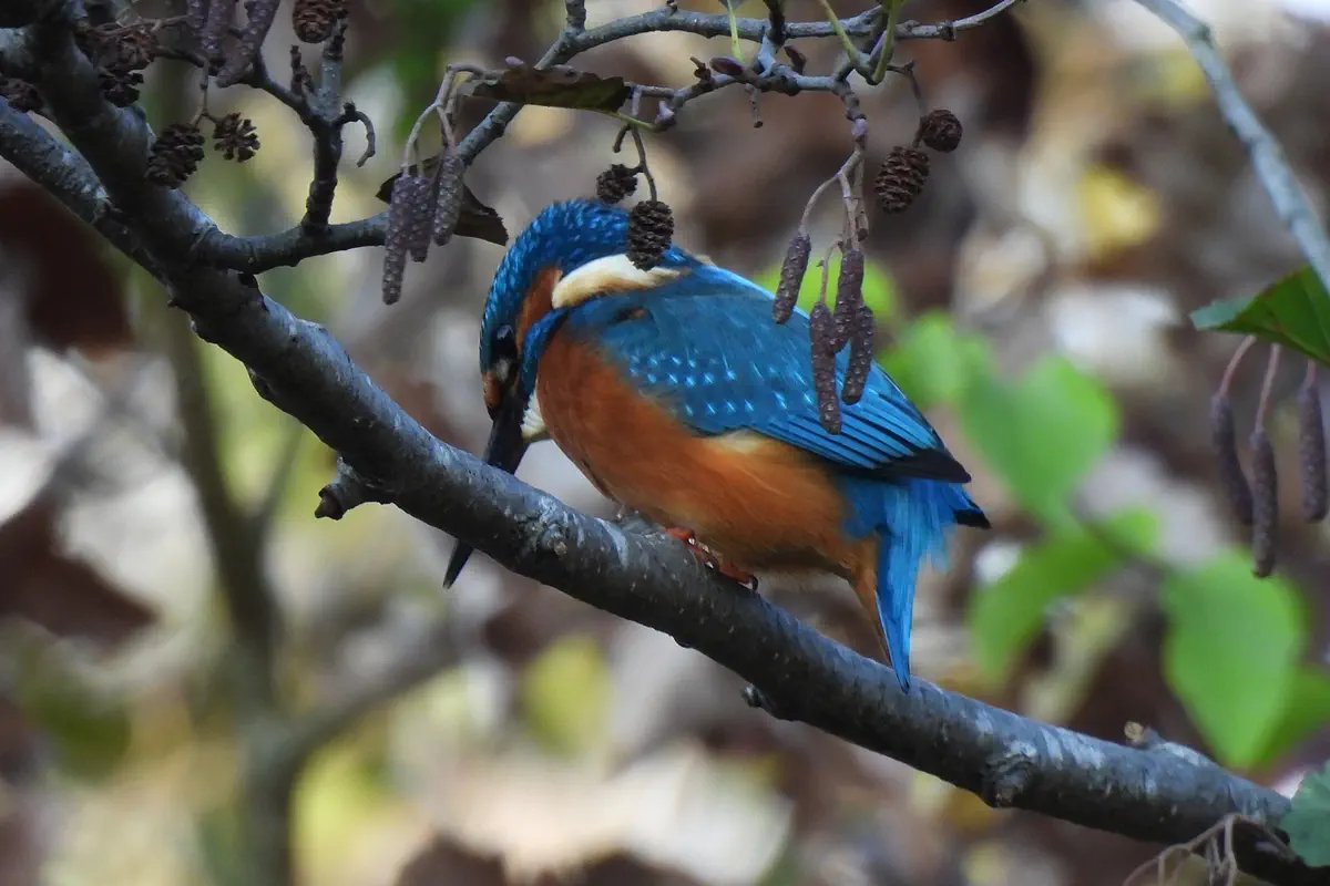 Eisvogel