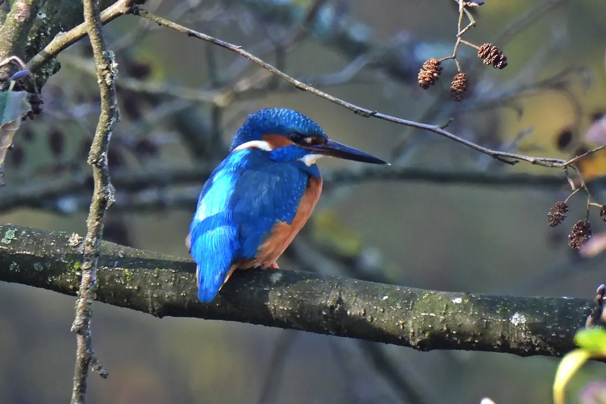 Eisvogel