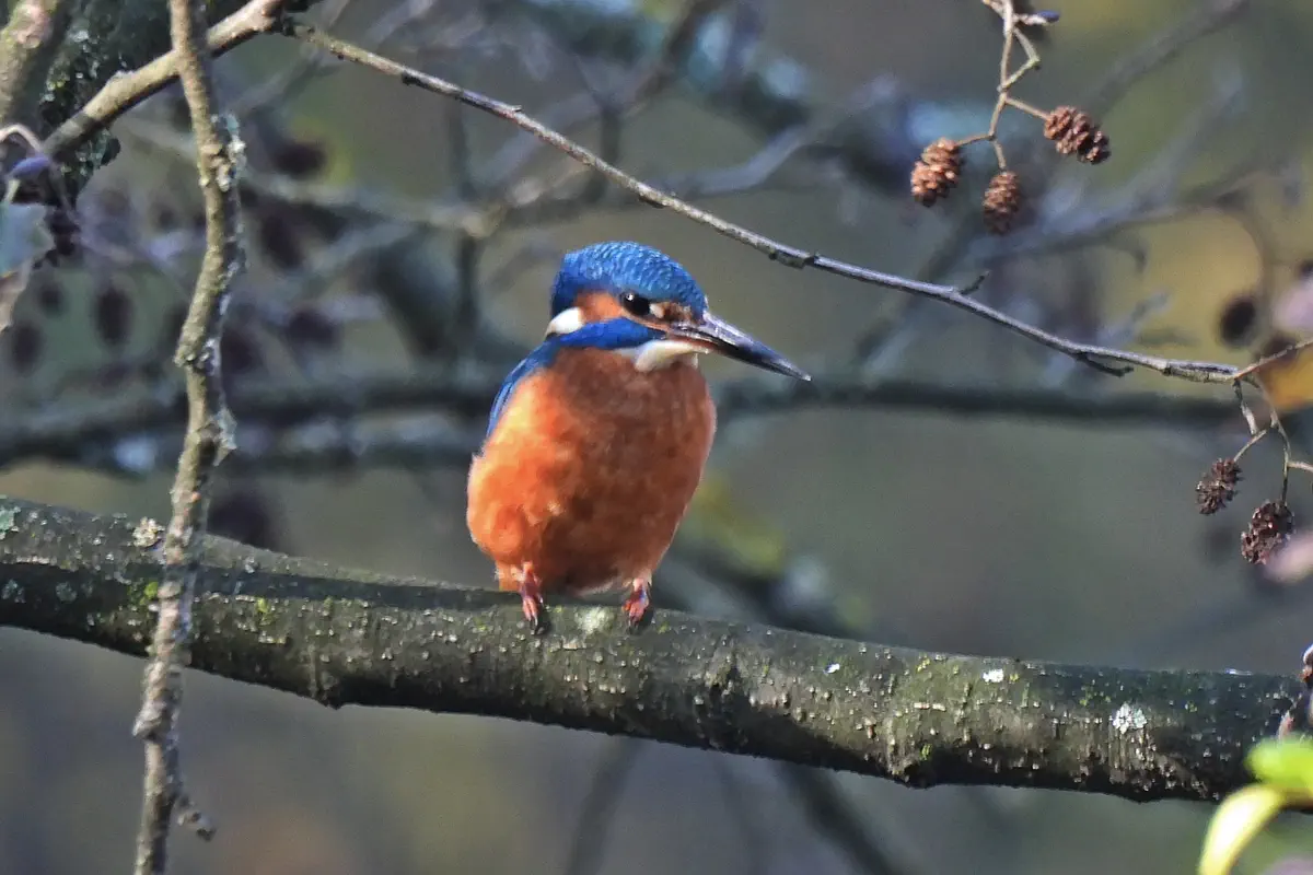 Eisvogel