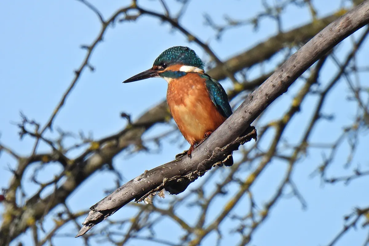 Eisvogel