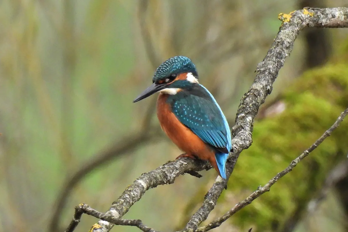 Eisvogel