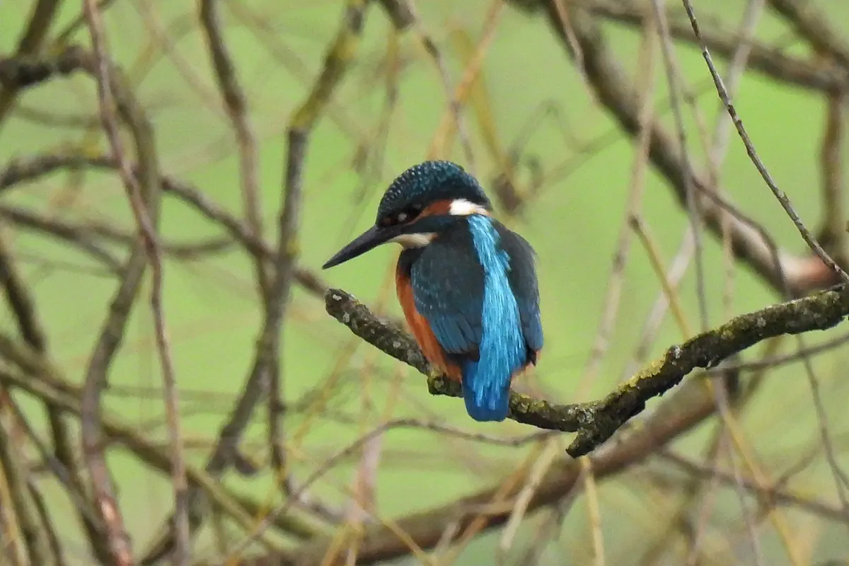 Eisvogel