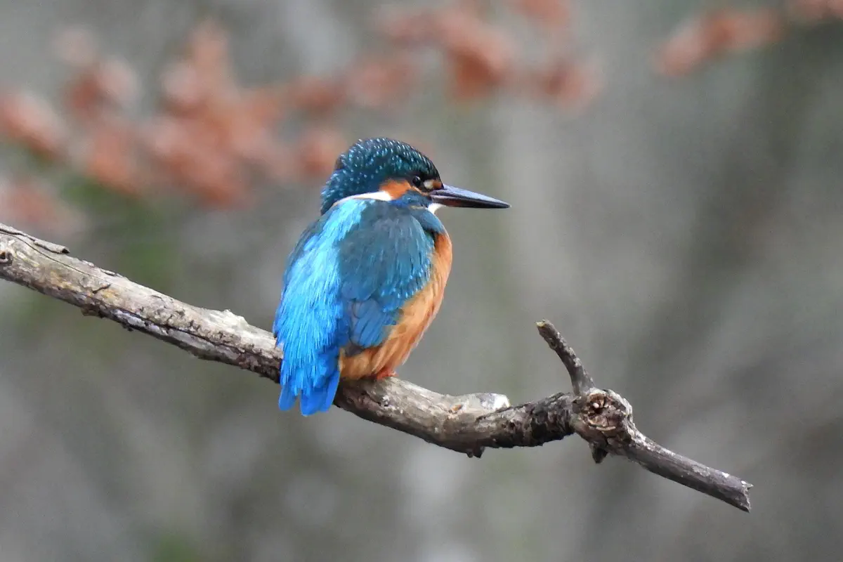 Eisvogel