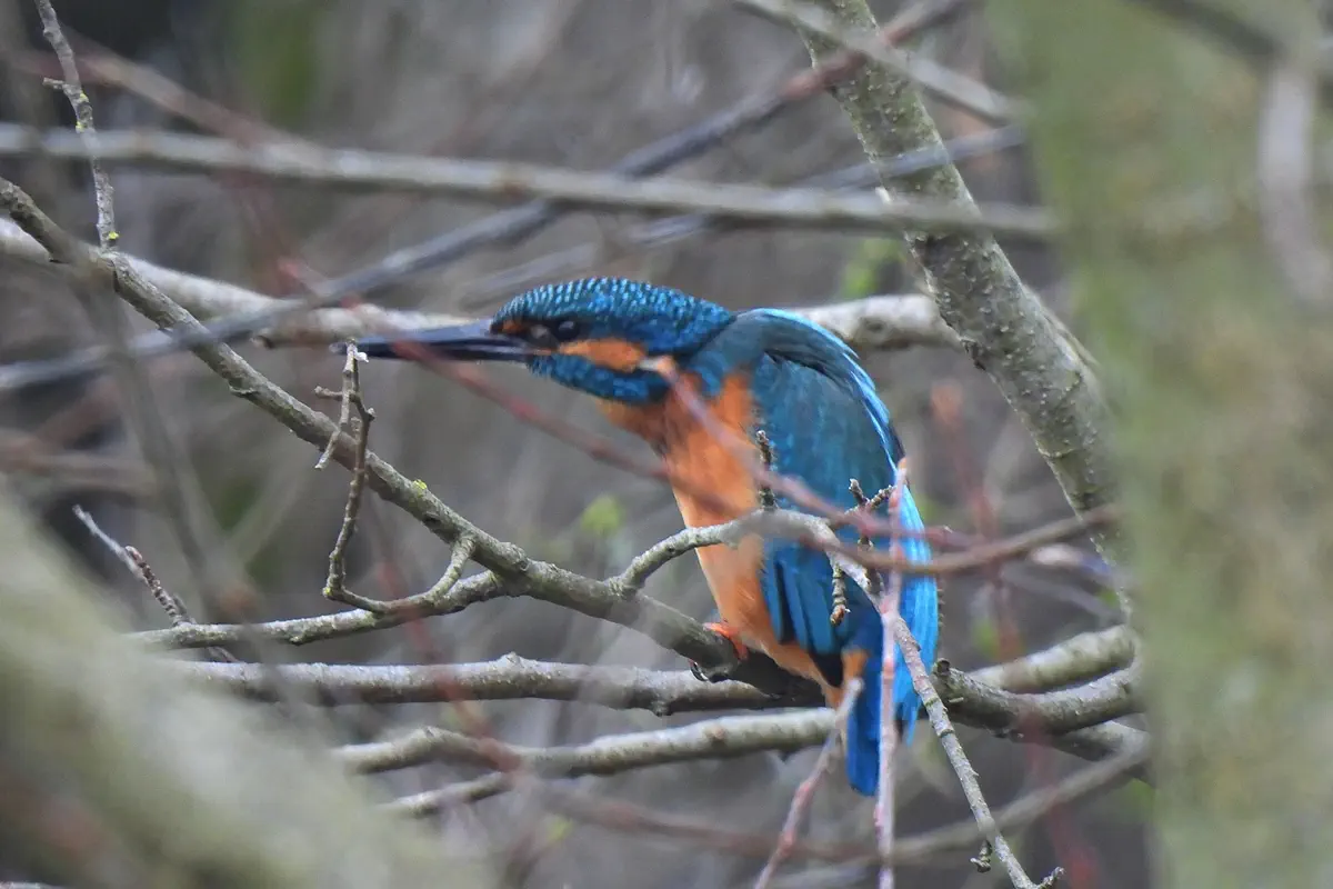 Eisvogel