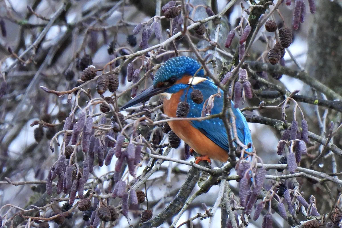 Eisvogel
