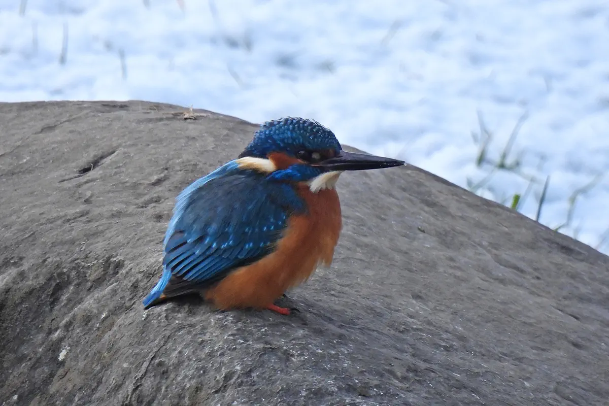 Eisvogel